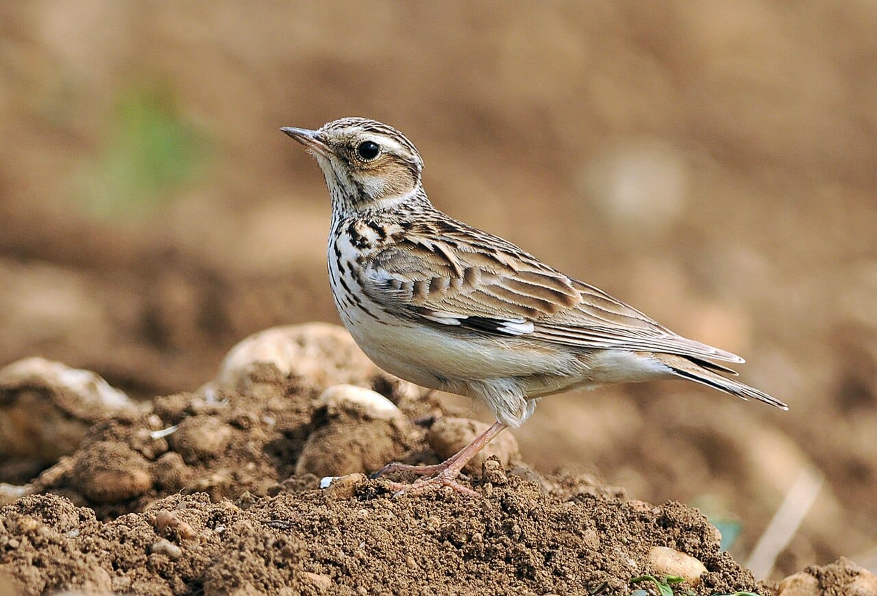Trädlärka (Lullula arborea) — foto