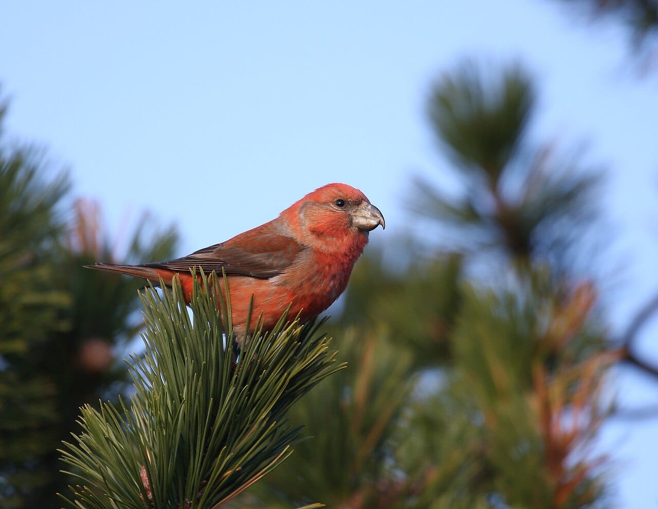 Större korsnäbb (Loxia pytyopsittacus) — foto