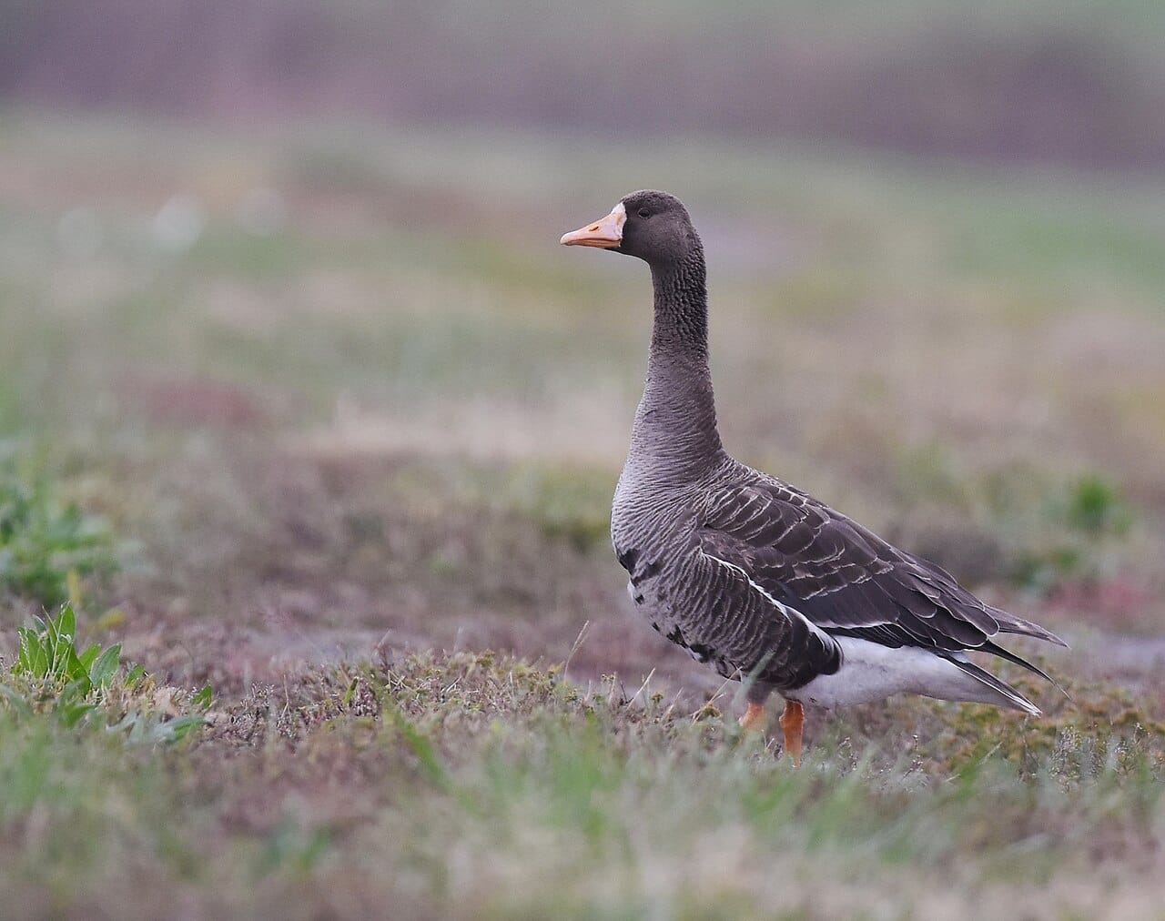 Bläsgås (Anser albifrons) — foto