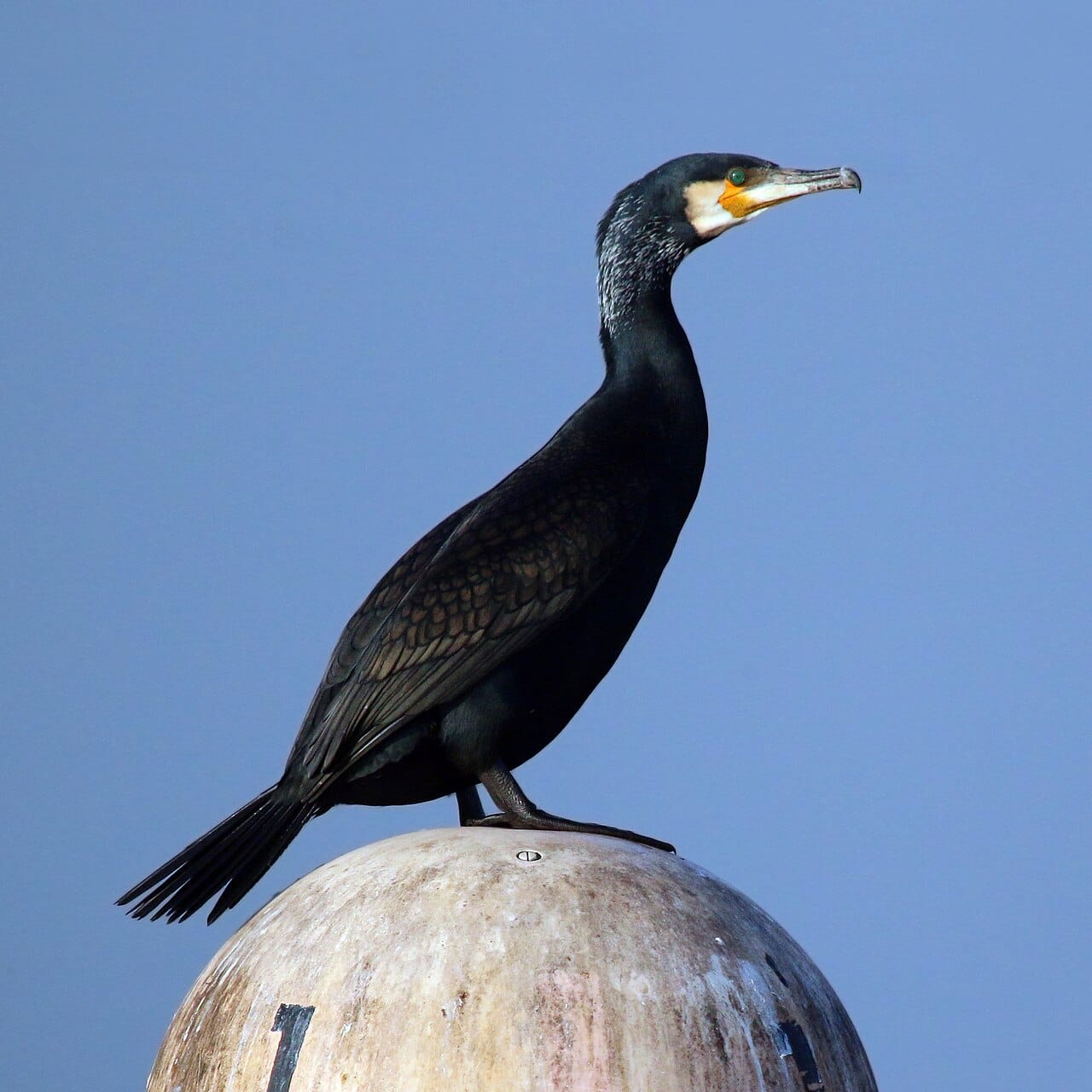 Storskarv (Phalacrocorax carbo) — foto