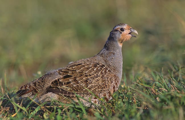 Rapphöna (Perdix perdix) — foto