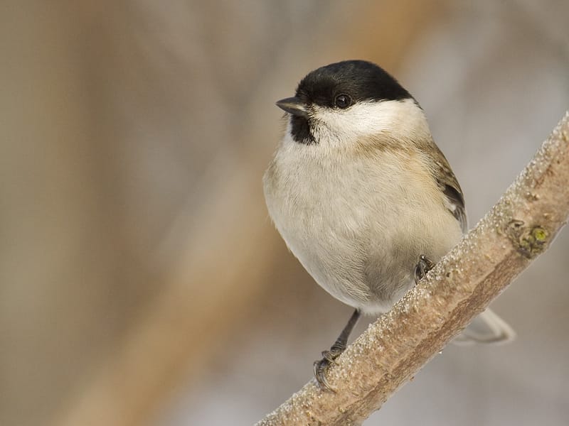 Entita (Poecile palustris) — foto
