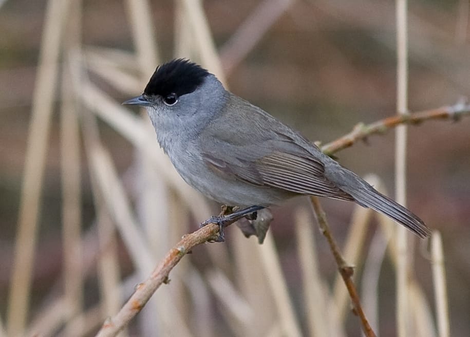 Svarthätta (Sylvia atricapilla) — foto