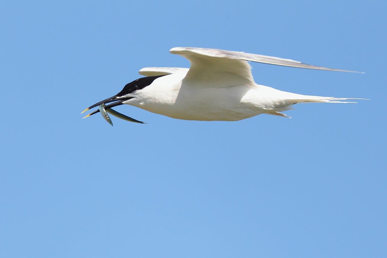 Kentsk tärna (Thalasseus sandvicensis) — foto