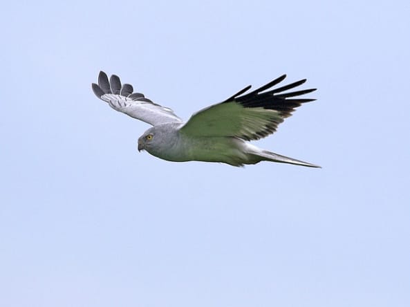 Blå kärrhök (Circus cyaneus) — foto