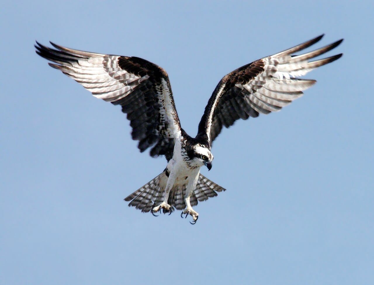 Fiskgjuse (Pandion haliaetus) — foto