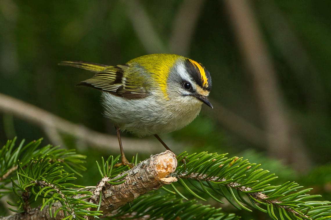 Brandkronad kungsfågel (Regulus ignicapilla) — foto
