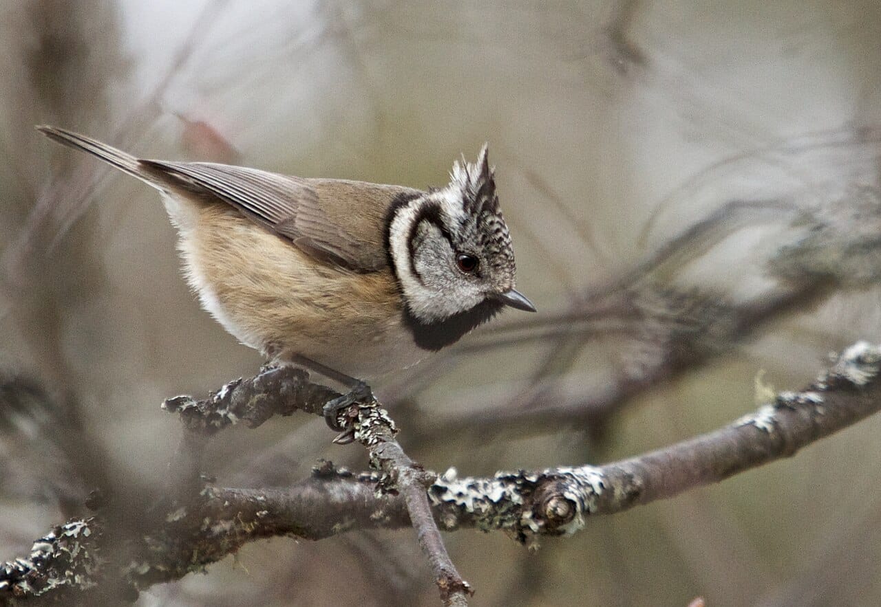 Tofsmes (Lophophanes cristatus) — foto