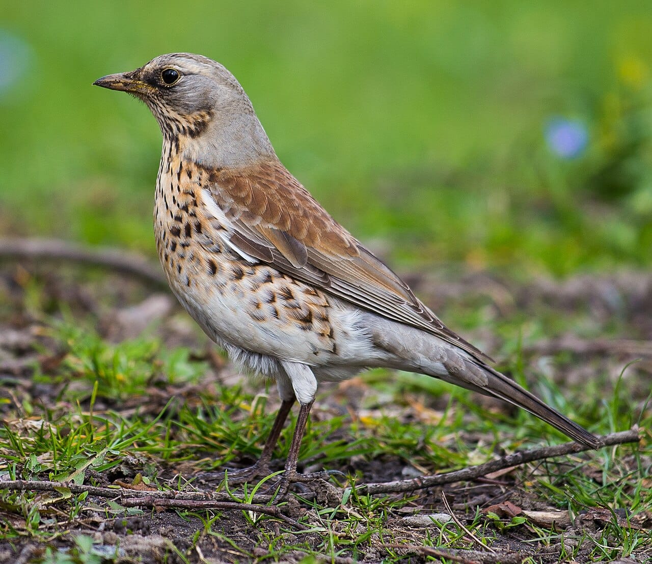 Björktrast (Turdus pilaris) — foto
