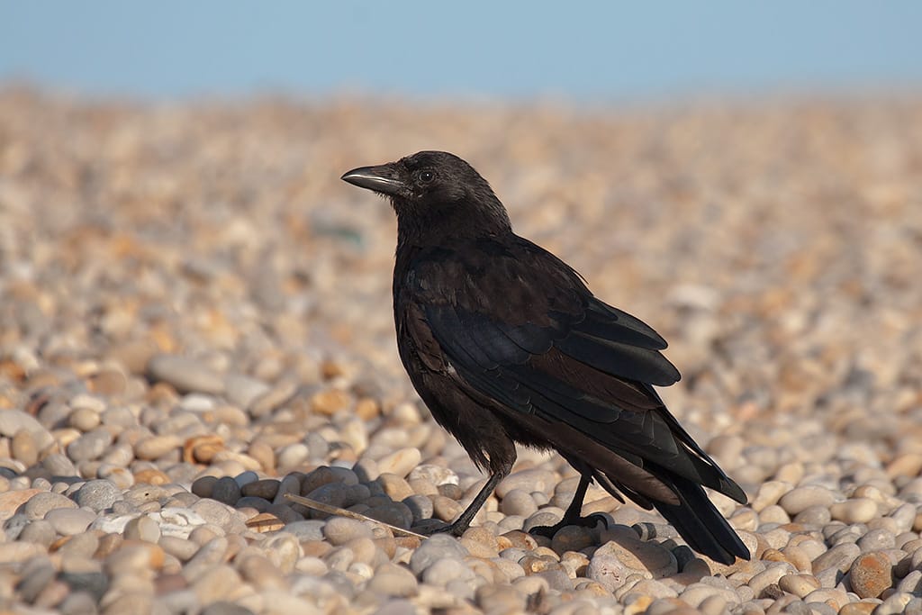 Svartkråka (Corvus corone) — foto