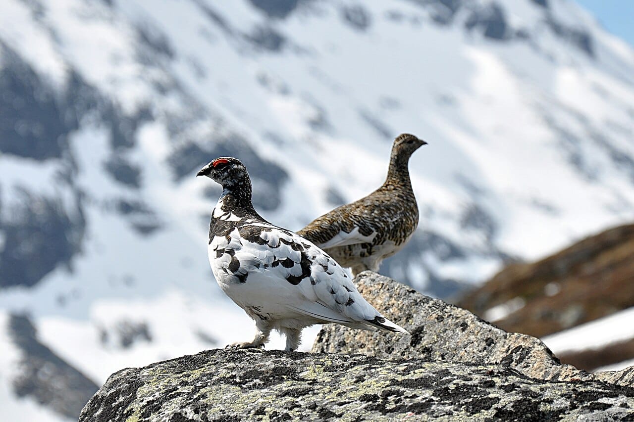 Fjällripa (Lagopus muta) — foto