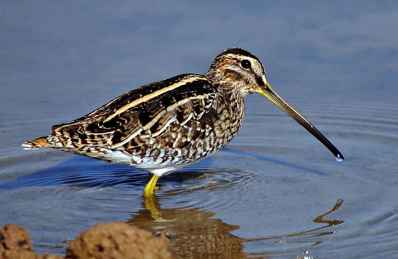 Enkelbeckasin (Gallinago gallinago) — foto