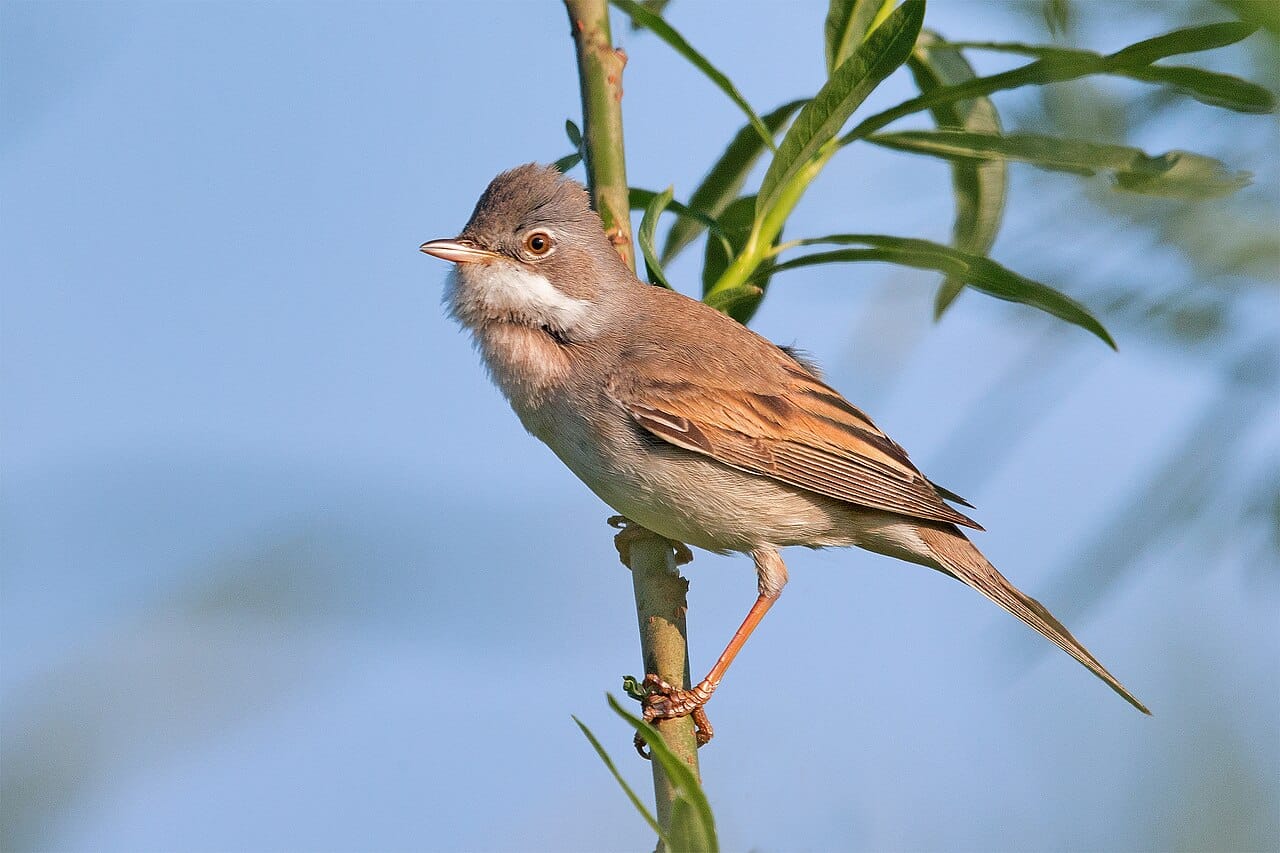 Törnsångare (Curruca communis) — foto