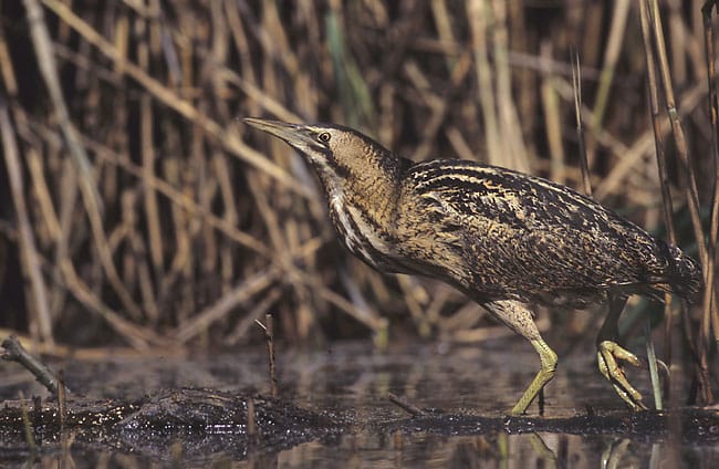 Rördrom (Botaurus stellaris) — foto