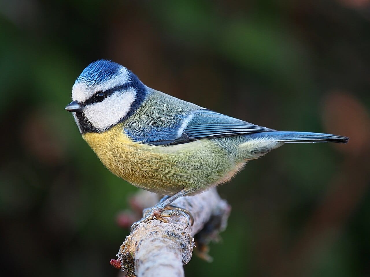 Blåmes (Cyanistes caeruleus) — foto
