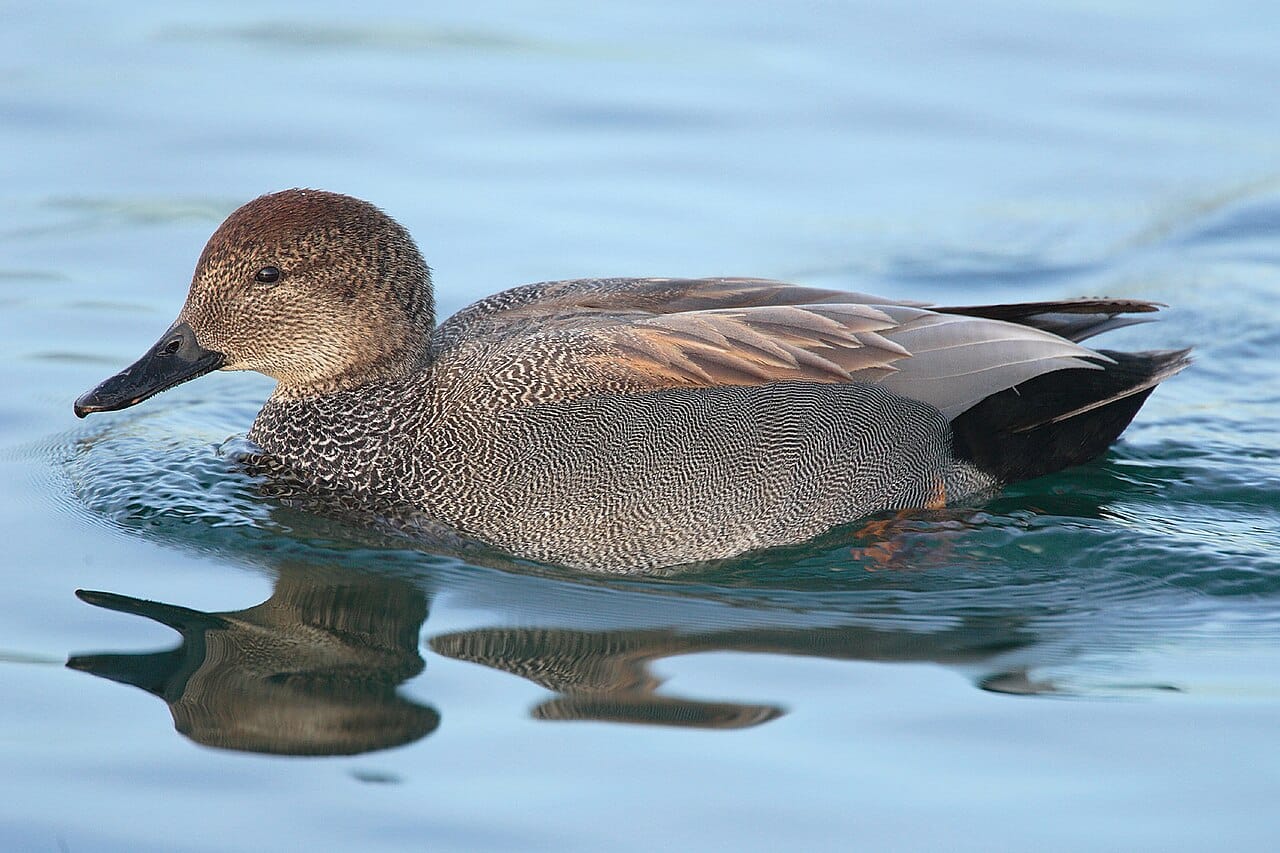 Snatterand (Mareca strepera) — foto