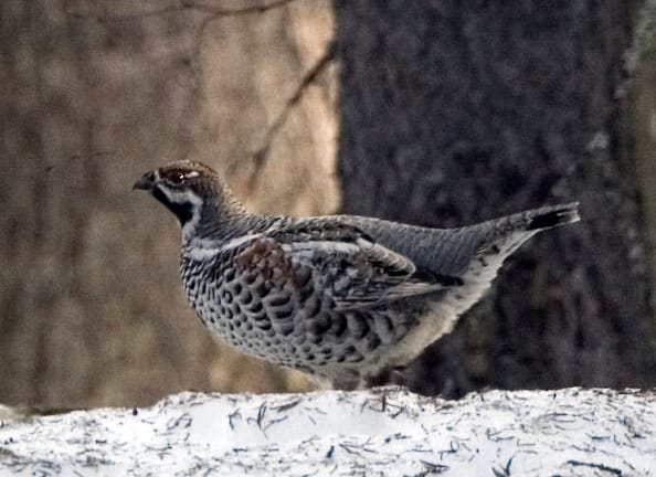 Järpe (Tetrastes bonasia) — foto