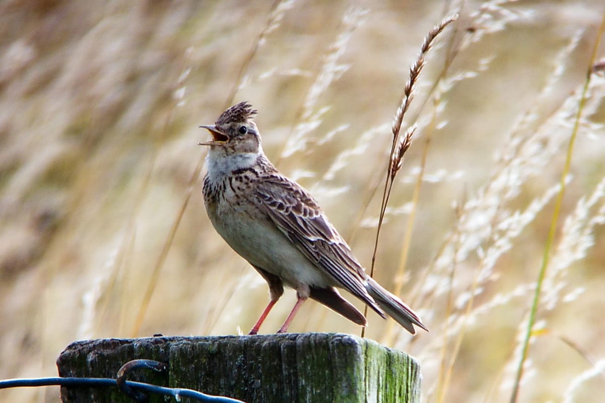 Sånglärka (Alauda arvensis) — foto