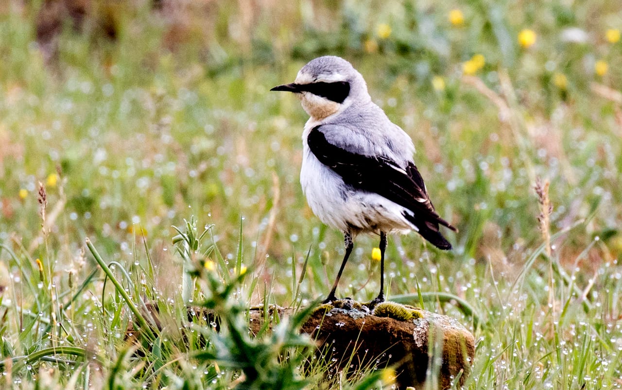 Stenskvätta (Oenanthe oenanthe) — foto
