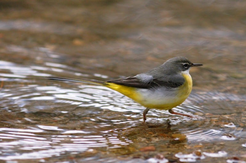 Forsärla (Motacilla cinerea) — foto
