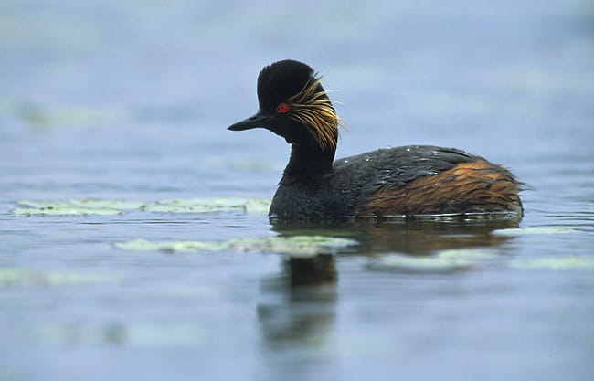 Svarthalsad dopping (Podiceps nigricollis) — foto