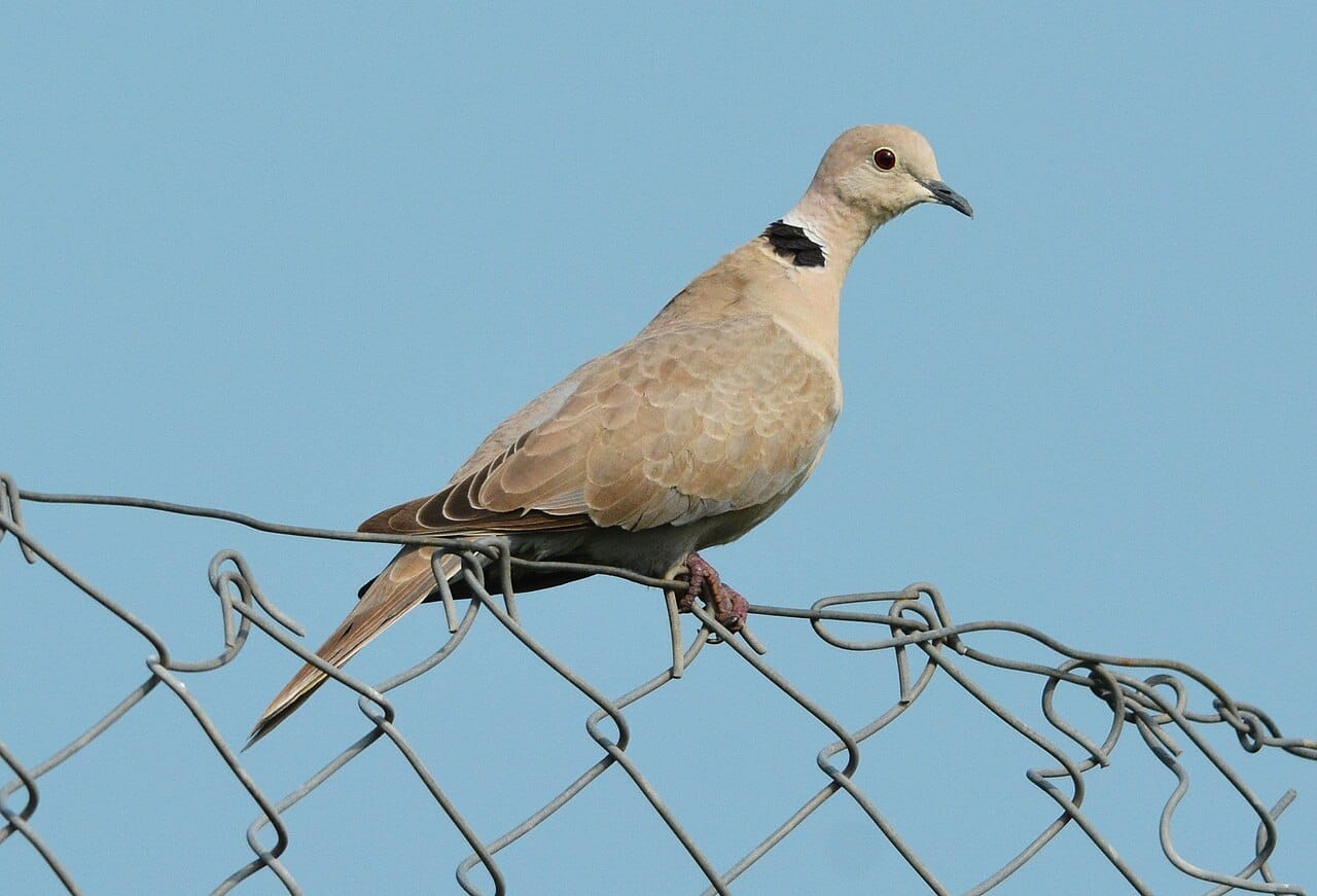 Turkduva (Streptopelia decaocto) — foto