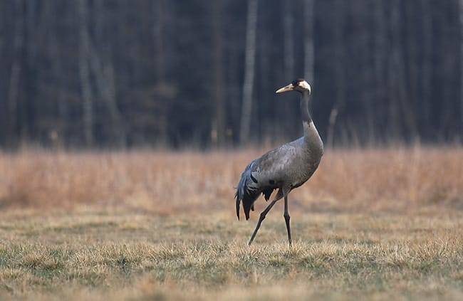 Trana (Grus grus) — foto