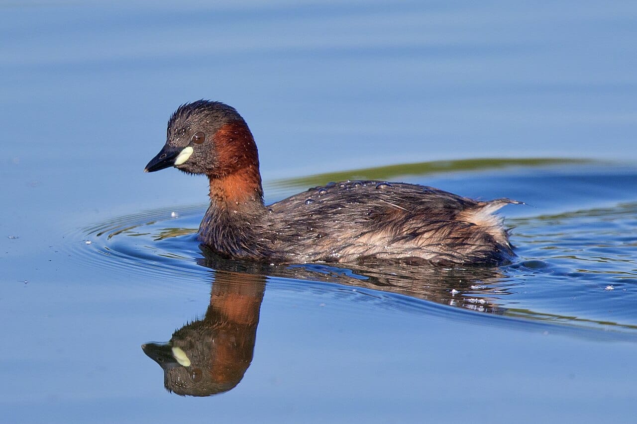 Smådopping (Tachybaptus ruficollis) — foto