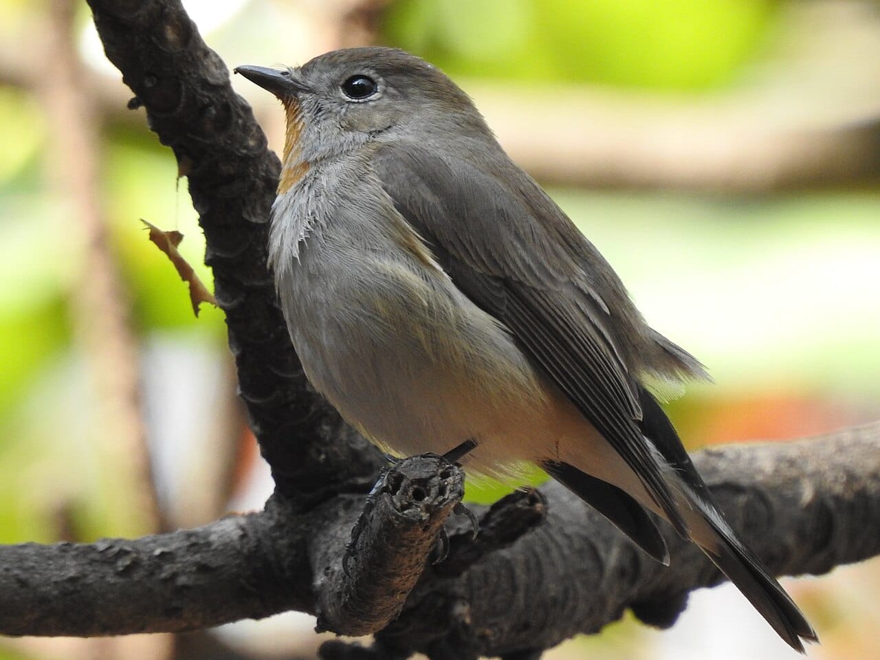 Tajgaflugsnappare (Ficedula albicilla) — foto