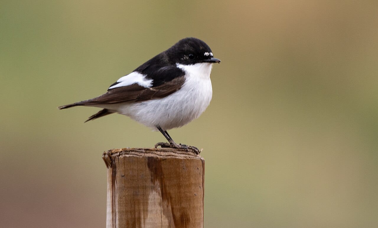 Svartvit flugsnappare (Ficedula hypoleuca) — foto