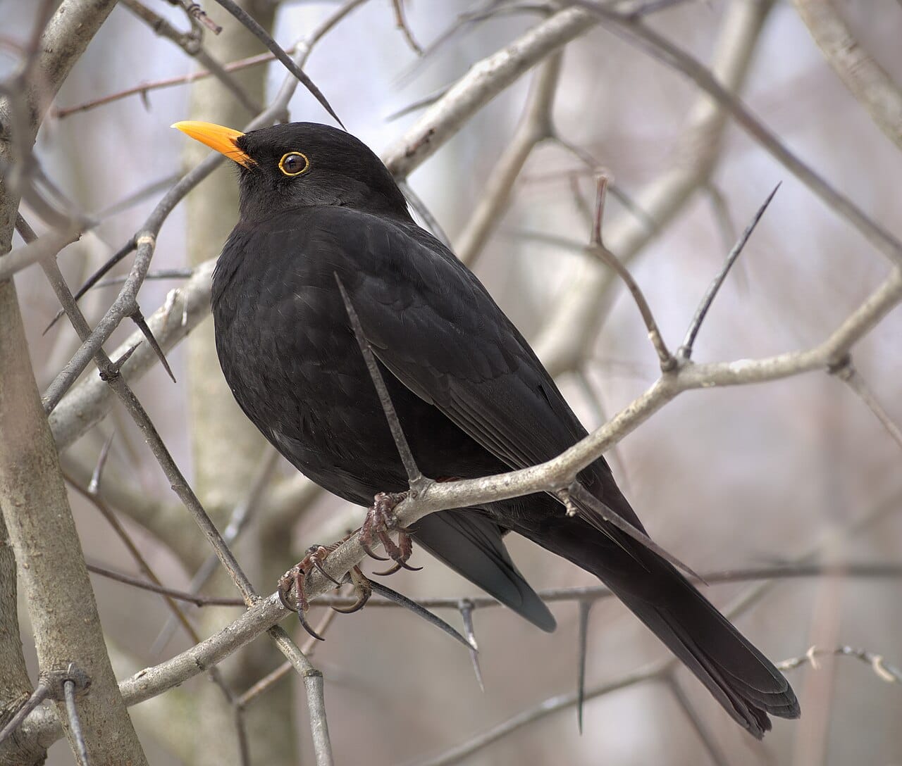 Koltrast (Turdus merula) — foto