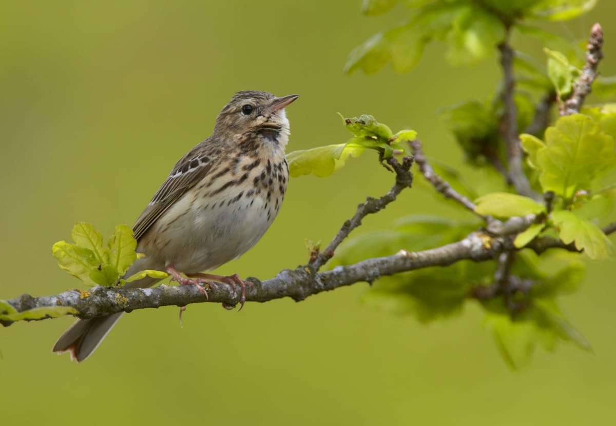 Trädpiplärka (Anthus trivialis) — foto