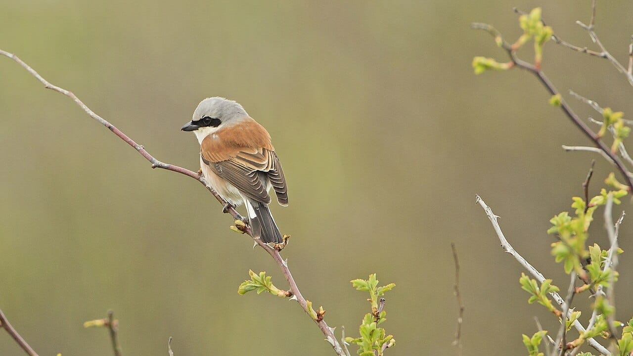 Törnskata (Lanius collurio) — foto