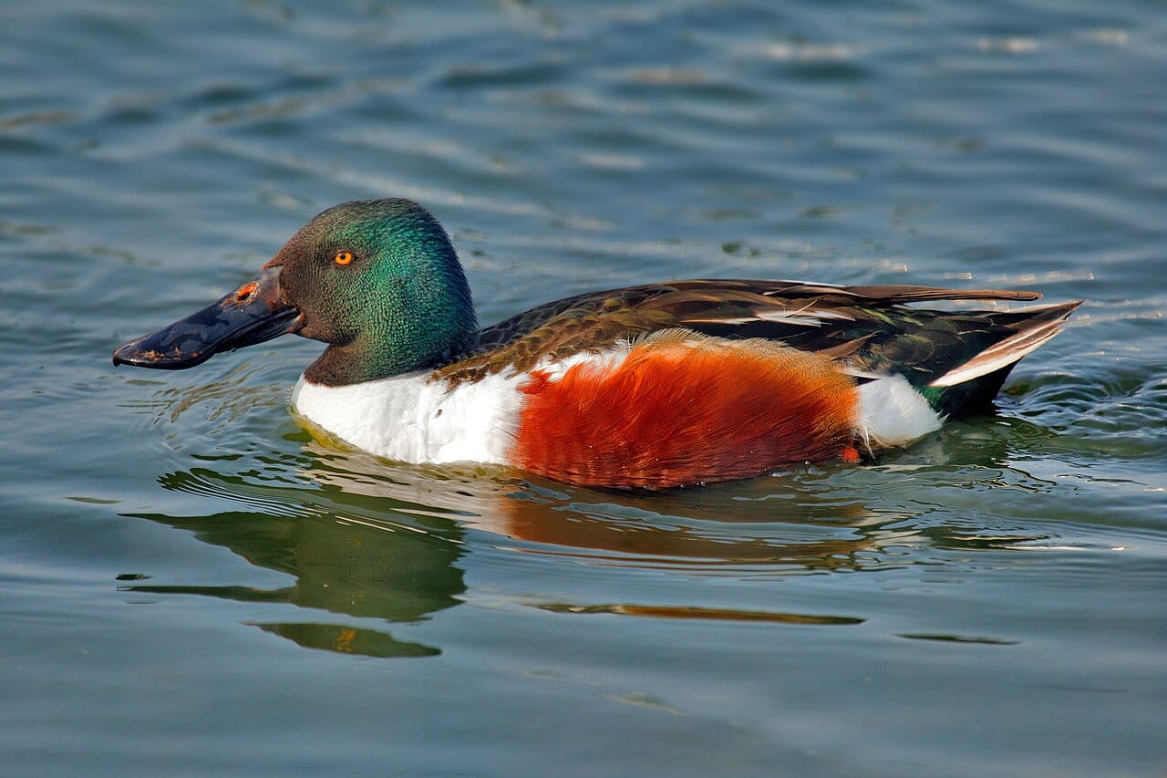 Skedand (Spatula clypeata) — foto