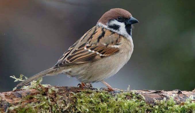 Pilfink (Passer montanus) — foto