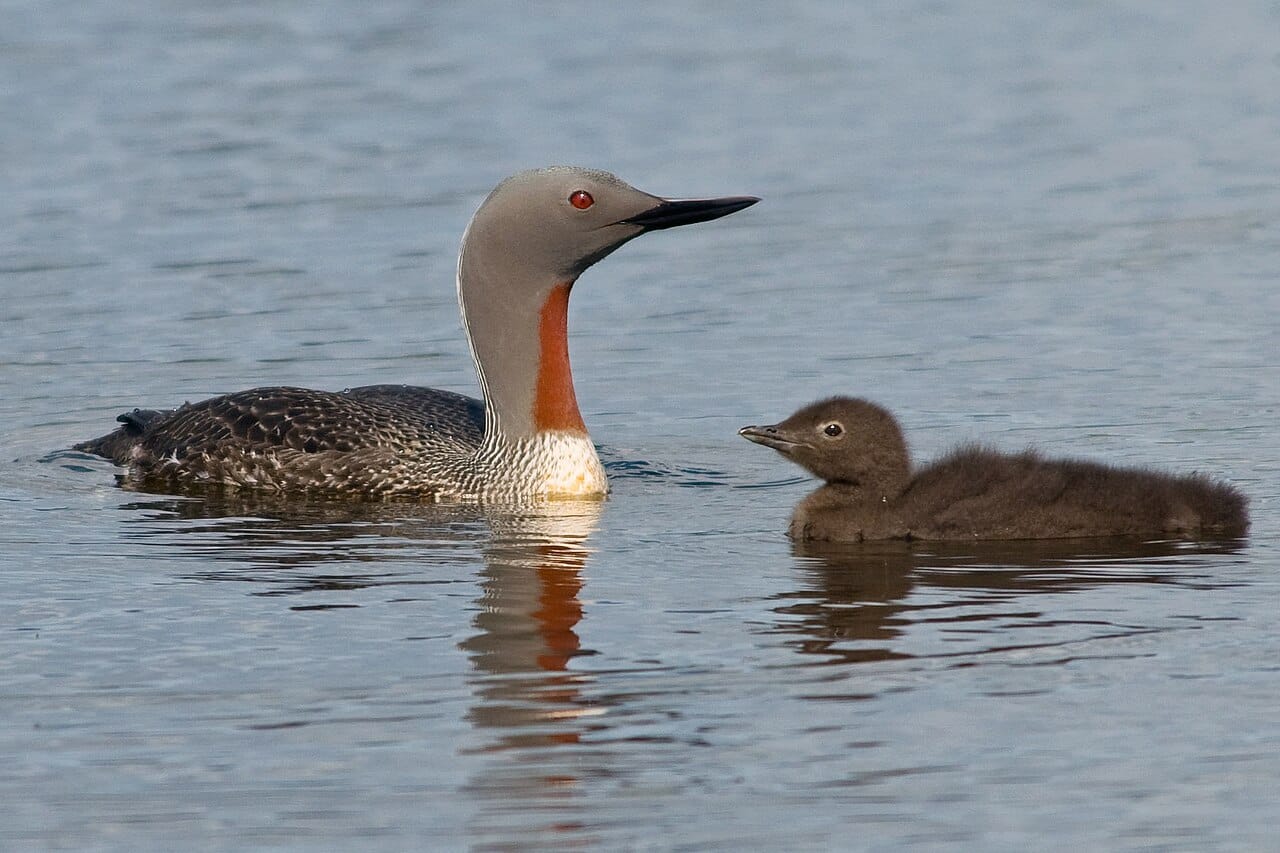 Smålom (Gavia stellata) — foto