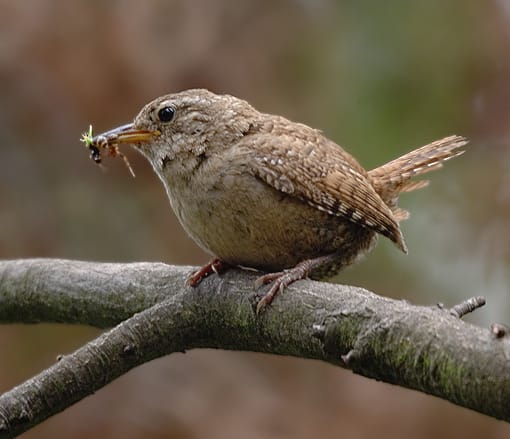 Gärdsmyg (Troglodytes troglodytes) — foto