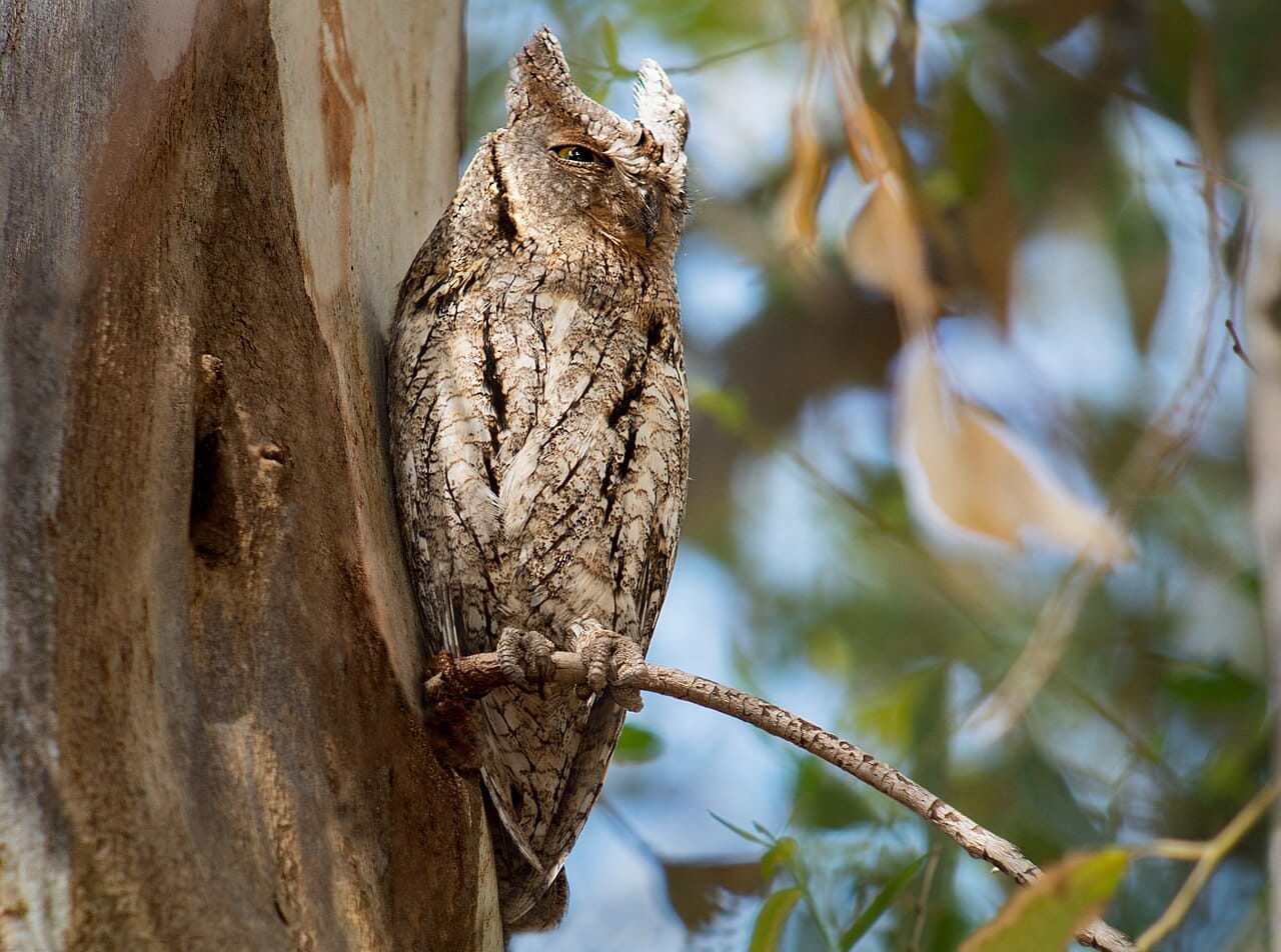 Dvärguv (Otus scops) — foto