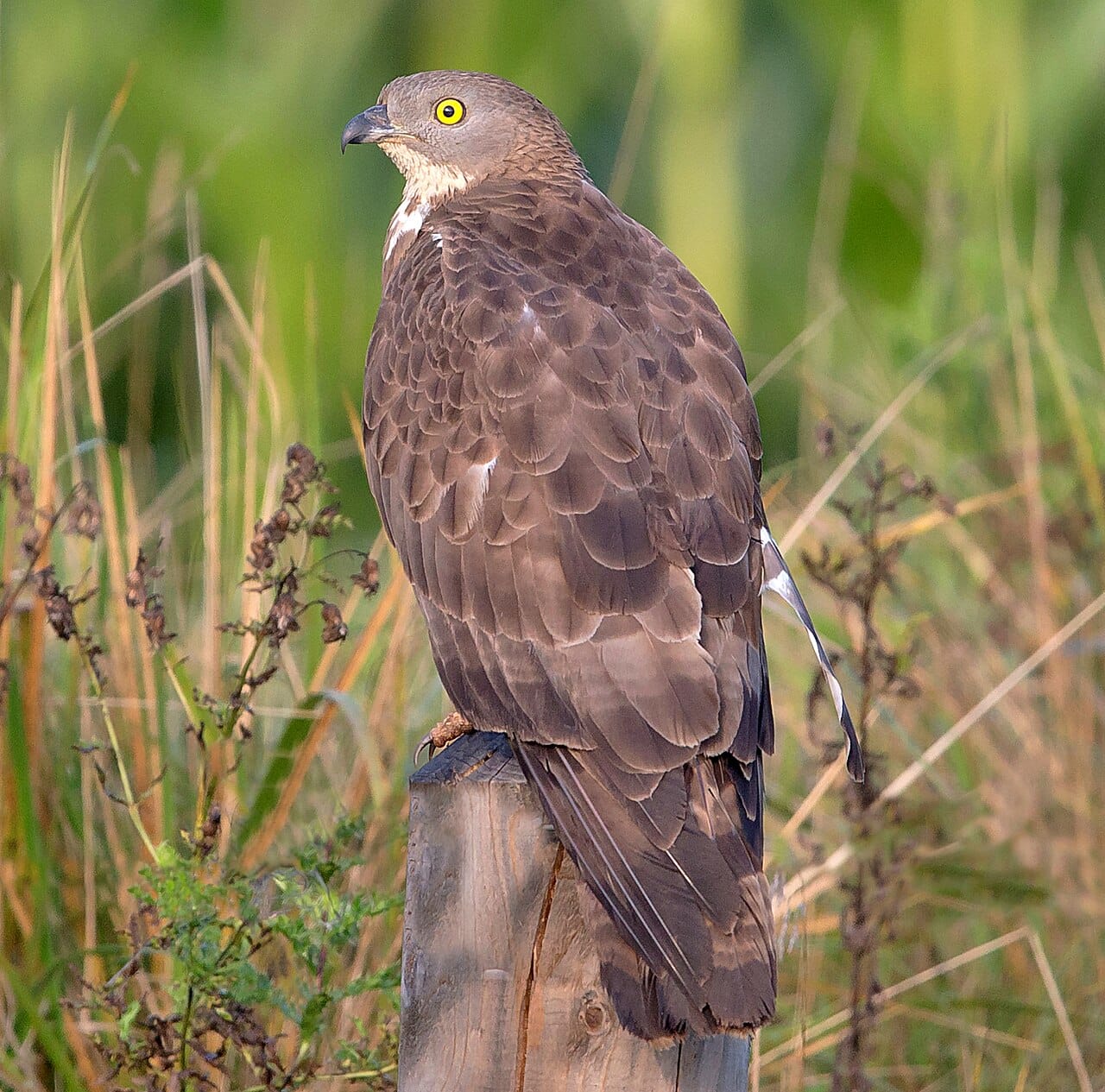 Bivråk (Pernis apivorus) — foto