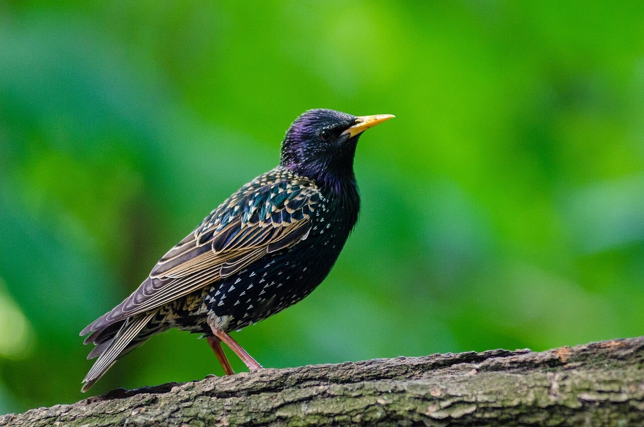 Stare (Sturnus vulgaris) — foto