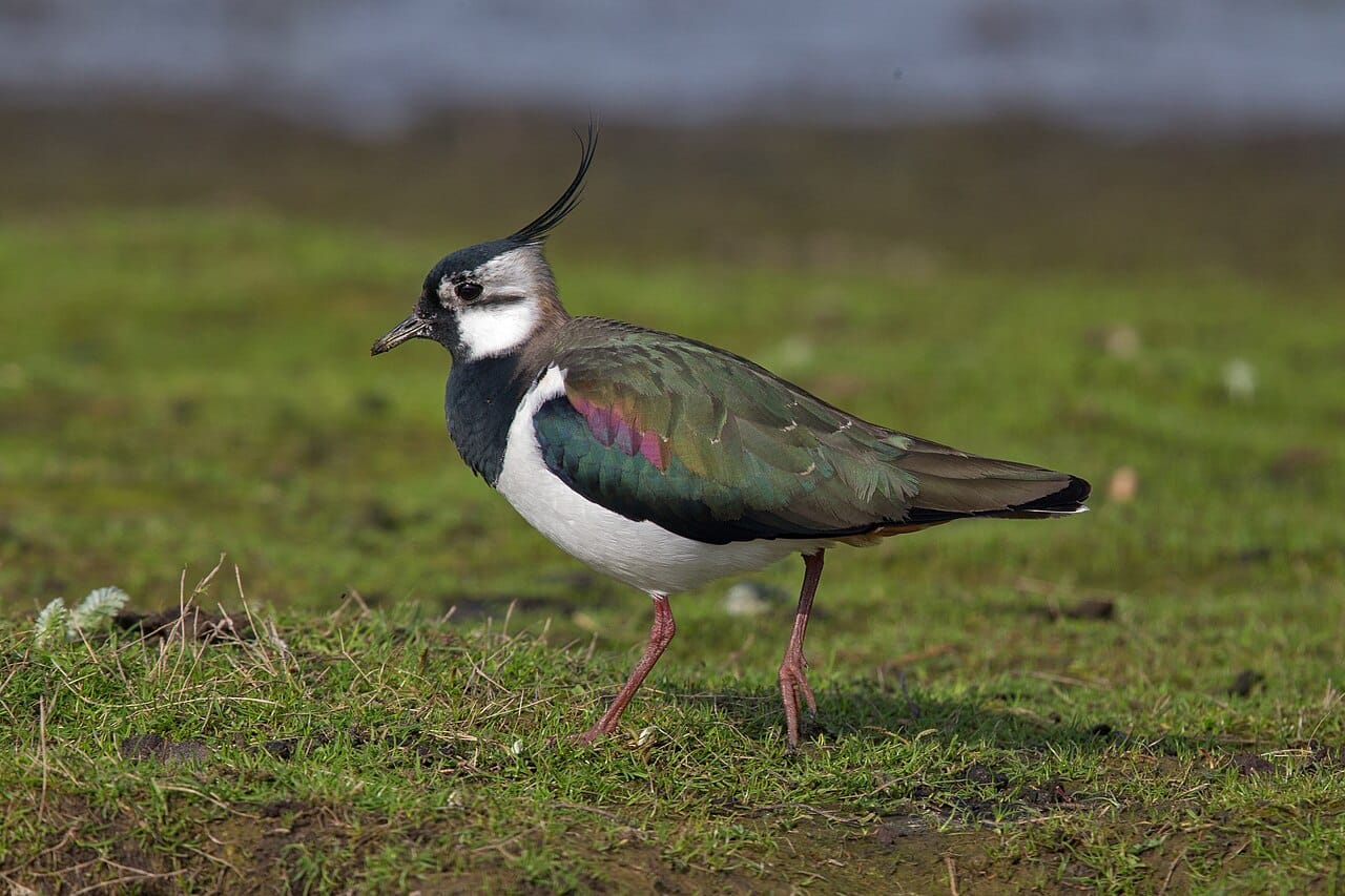 Tofsvipa (Vanellus vanellus) — foto