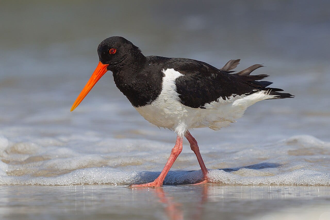 Strandskata (Haematopus ostralegus) — foto
