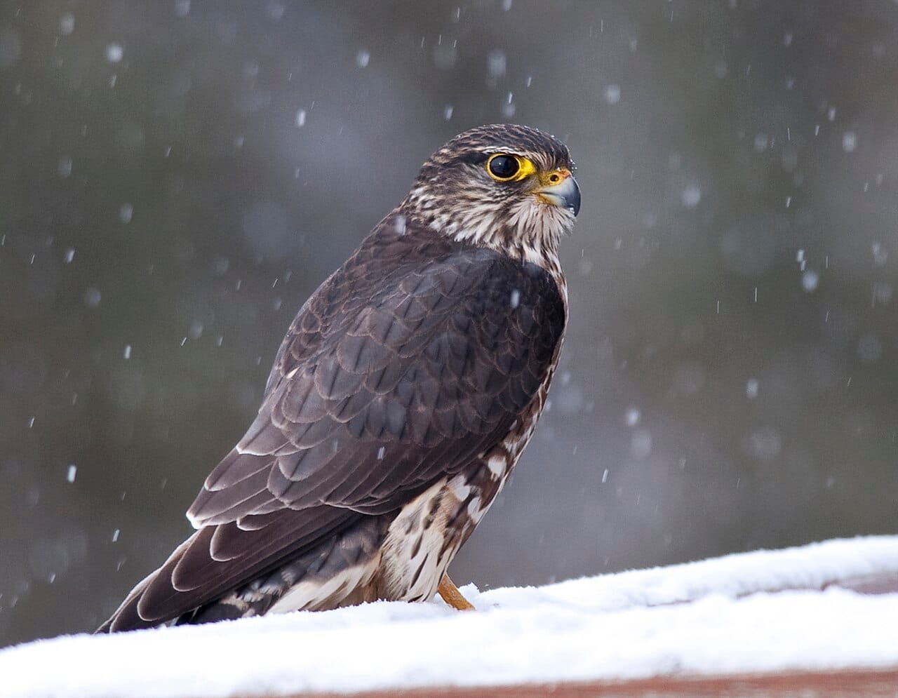 Stenfalk (Falco columbarius) — foto