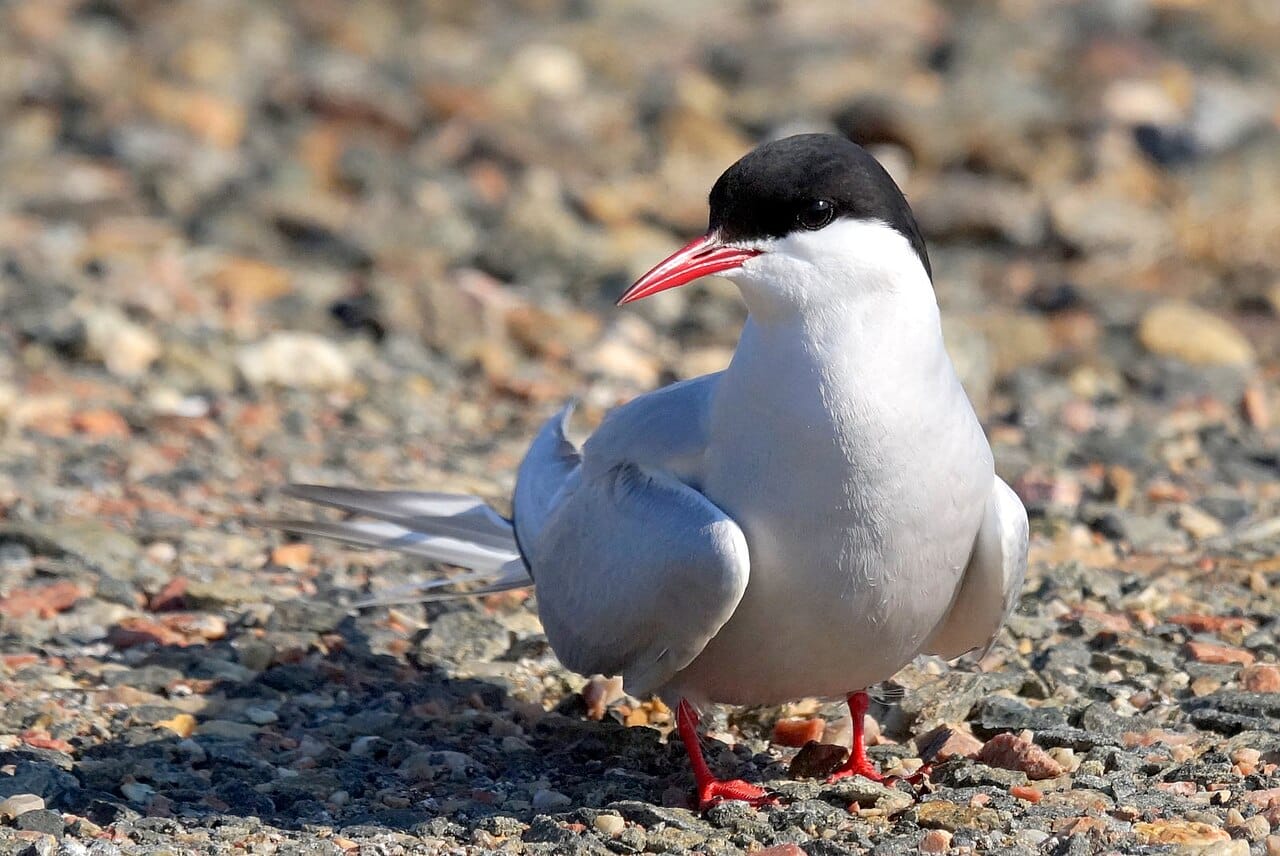 Silvertärna (Sterna paradisaea) — foto