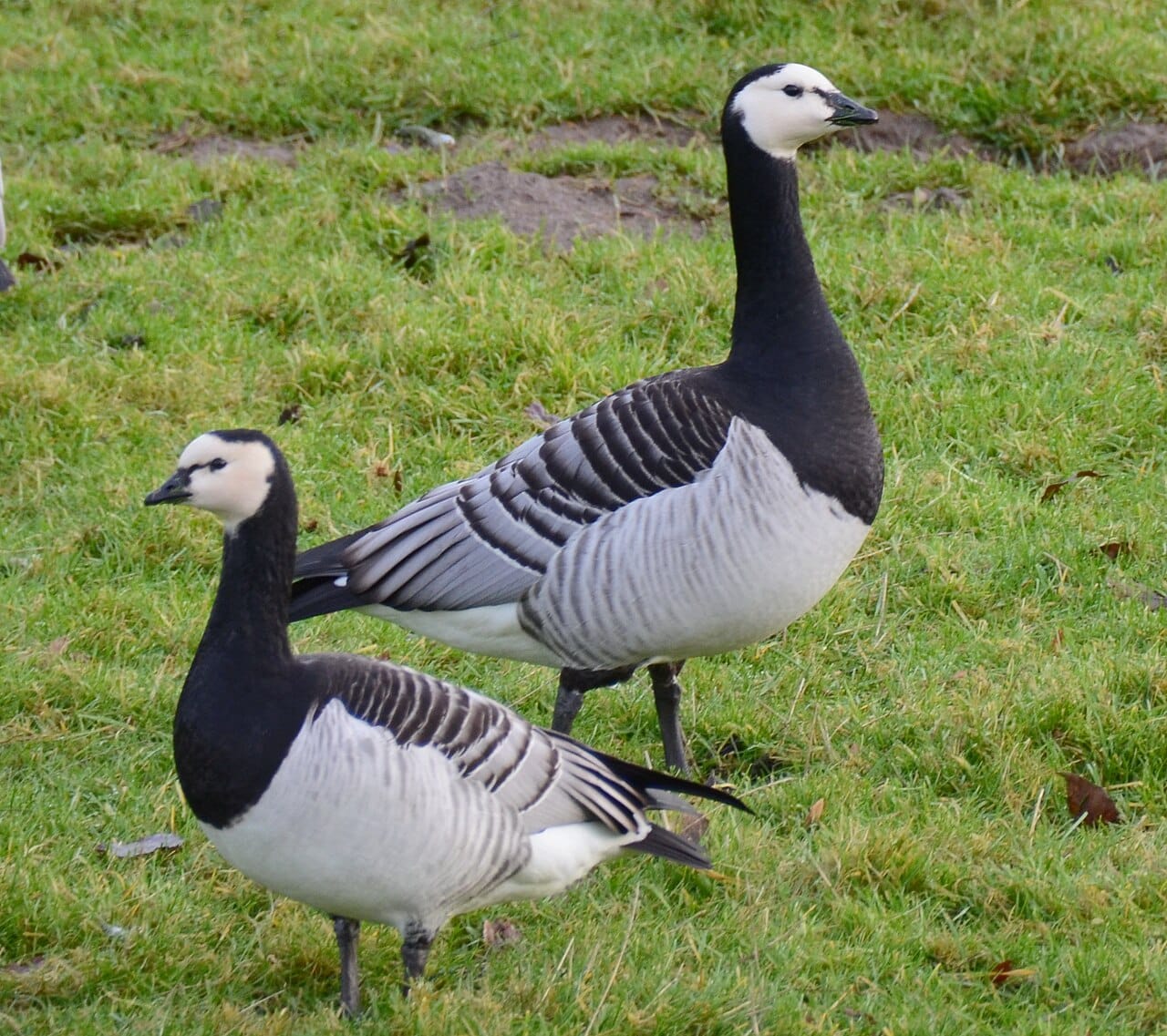 Vitkindad gås (Branta leucopsis) — foto
