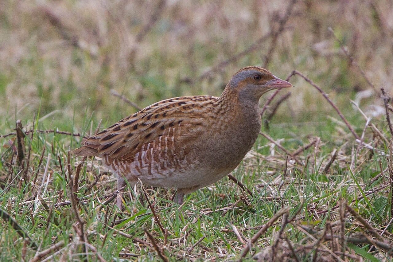 Kornknarr (Crex crex) — foto