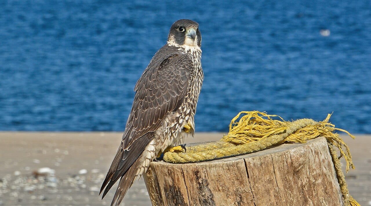Pilgrimsfalk (Falco peregrinus) — foto
