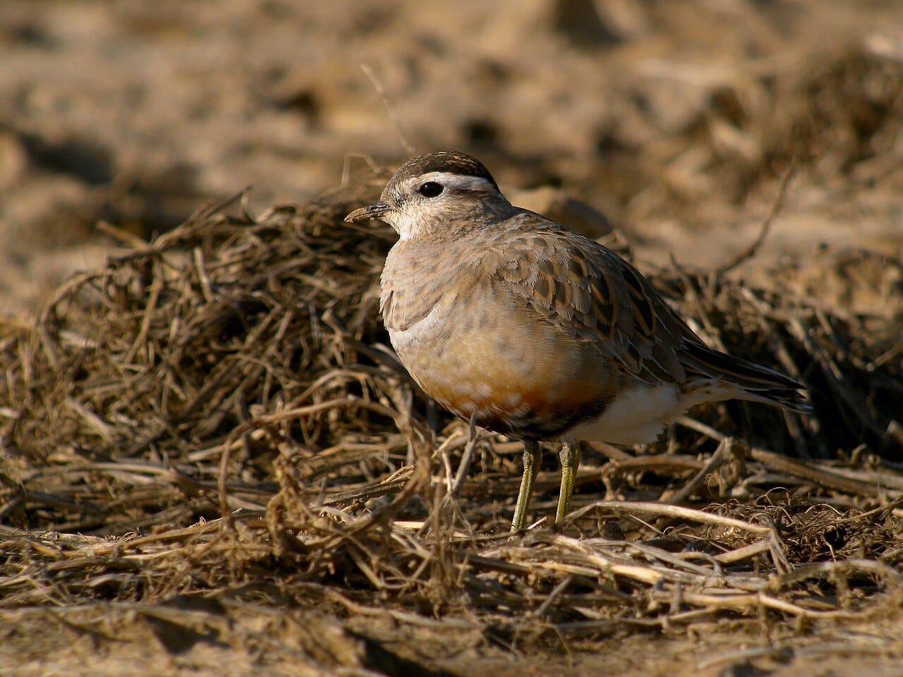 Fjällpipare (Charadrius morinellus) — foto