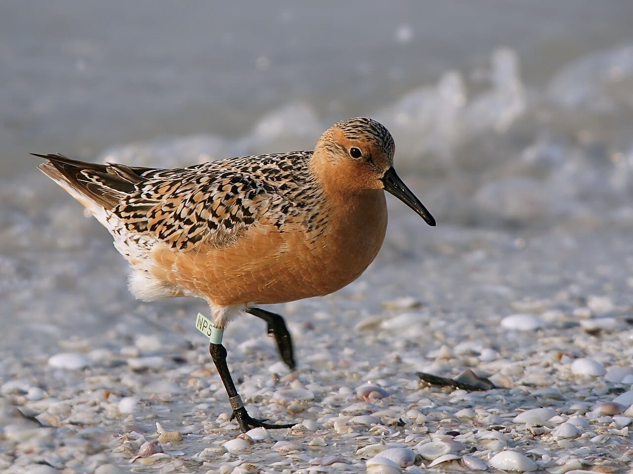 Kustsnäppa (Calidris canutus) — foto