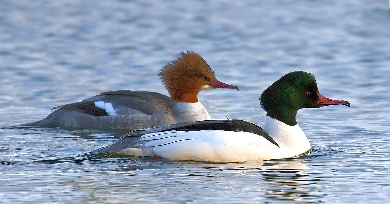 Storskrake (Mergus merganser) — foto